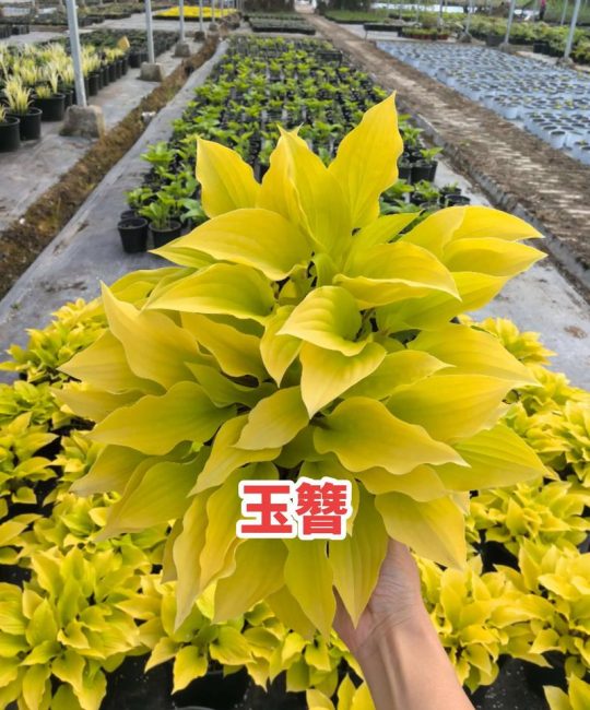 玉簪花哪个品种好看？4款经典品种对比，帮你快速决策