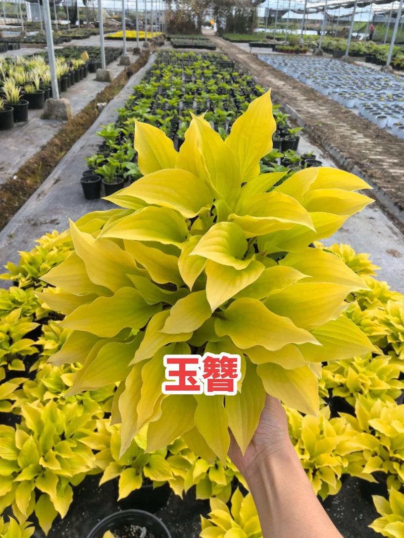 玉簪花哪个品种好看?4款经典品种对比,帮你快速决策 四款玉簪品种六维对比表