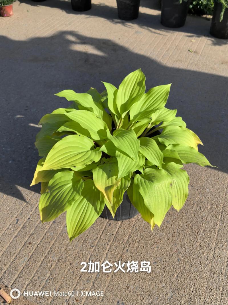 玉簪花哪个品种好看?4款经典品种对比,帮你快速决策 场景化选择建议