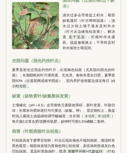 桂花树黄叶落叶怎么回事？常见原因与防治方法