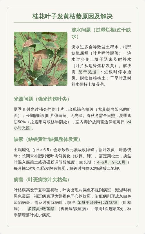 桂花树黄叶落叶怎么回事?常见原因与防治方法 桂花树黄叶落叶怎么回事?常见原因与防治方法