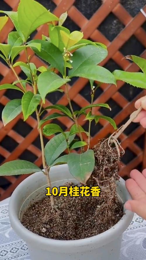 桂花树能不能扦插?手把手教你高成活率繁殖方案,品种差异是关键 1. 品种优先:先搞清你家桂花属哪一类