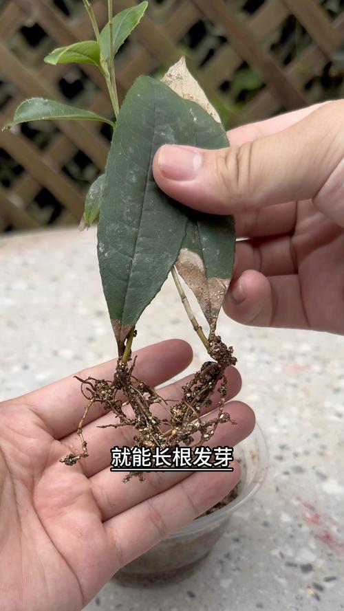 桂花树能不能扦插?手把手教你高成活率繁殖方案,品种差异是关键 3. 操作流程:5个关键步骤