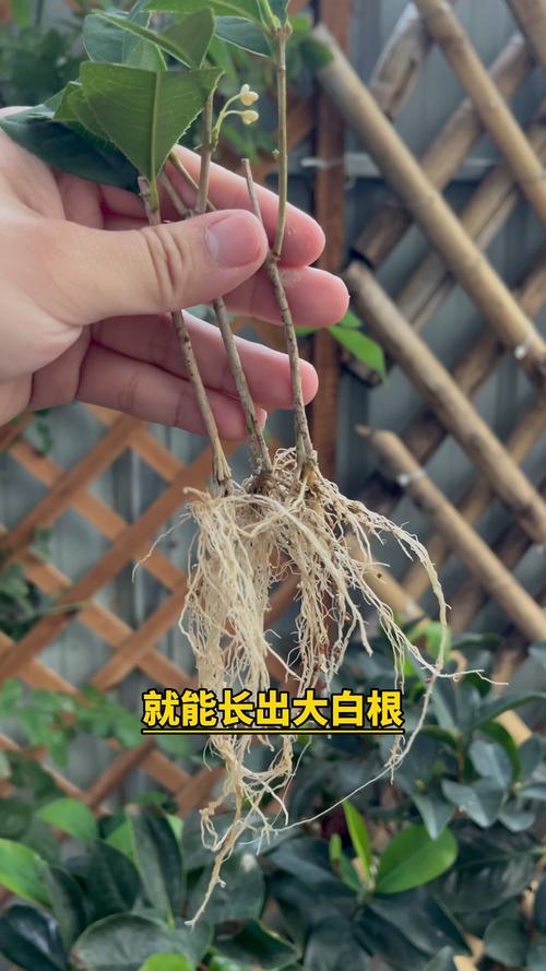 桂花树能不能扦插?手把手教你高成活率繁殖方案,品种差异是关键 4. 成活率影响因素与差异化放大