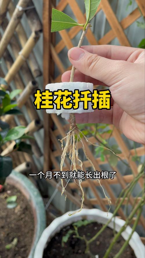 桂花树能不能扦插?手把手教你高成活率繁殖方案,品种差异是关键 2. 扦插环境参数与基质配比