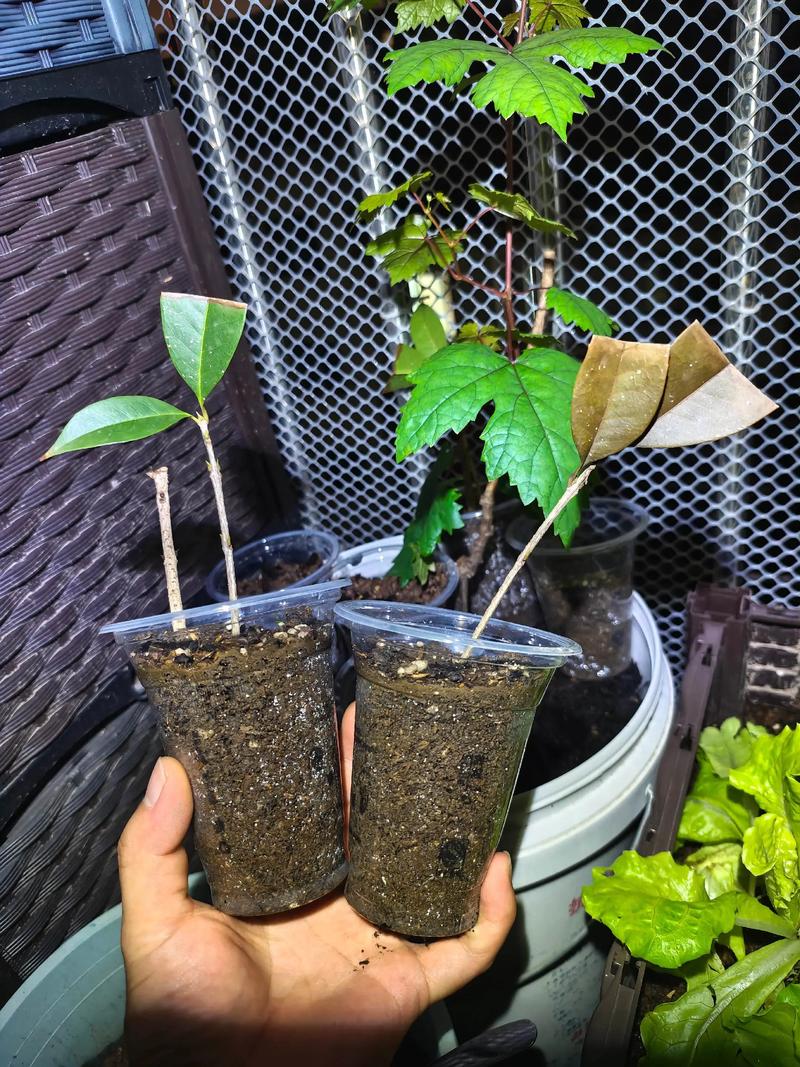 桂花树能不能扦插?手把手教你高成活率繁殖方案,品种差异是关键 5. 幼苗管理与移栽决策