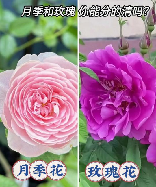 月季和玫瑰是同一个品种吗？——6大维度对比告诉你真相
