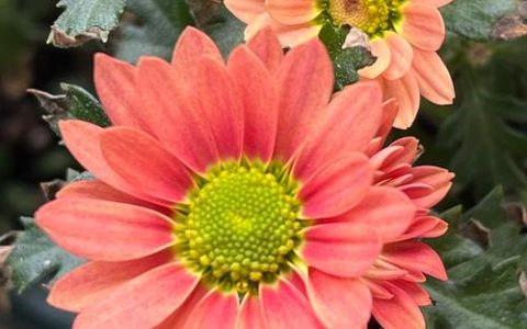 秋天里的粉色浪漫：这些粉色花卉让你的花园秋日更美
