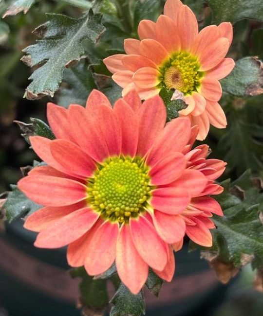 秋天里的粉色浪漫：这些粉色花卉让你的花园秋日更美