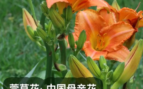 萱草代表什么？萱草花语与象征意义全解析