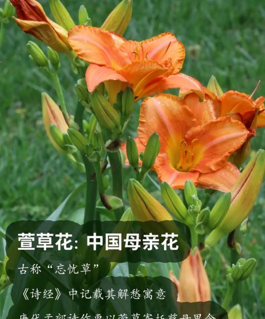 萱草代表什么？萱草花语与象征意义全解析