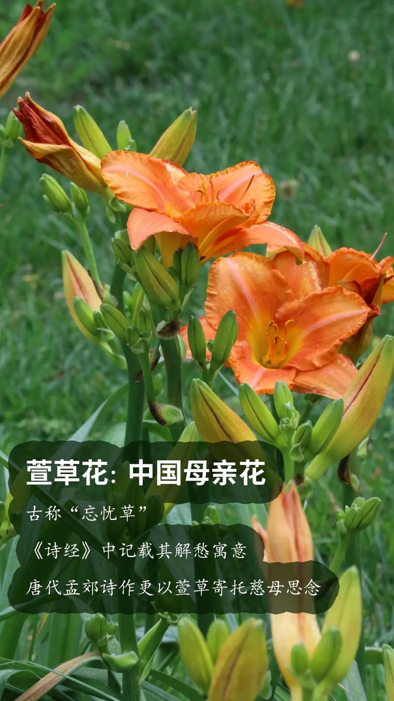 萱草代表什么?萱草花语与象征意义全解析 一、古名“忘忧草”:一种解脱的智慧