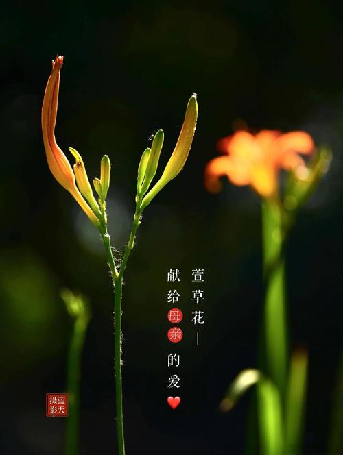 萱草代表什么?萱草花语与象征意义全解析 二、北堂植萱:萱草代表母亲之爱