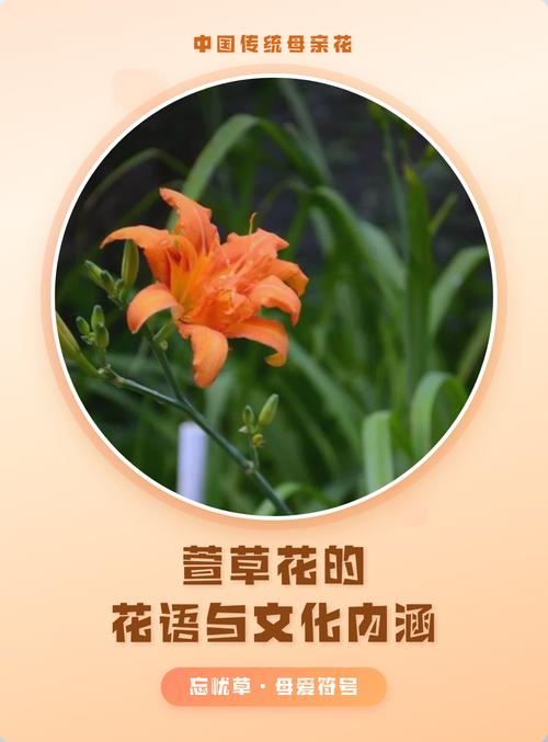 萱草代表什么?萱草花语与象征意义全解析 三、文学里的“母亲花”:从唐诗到现代散文