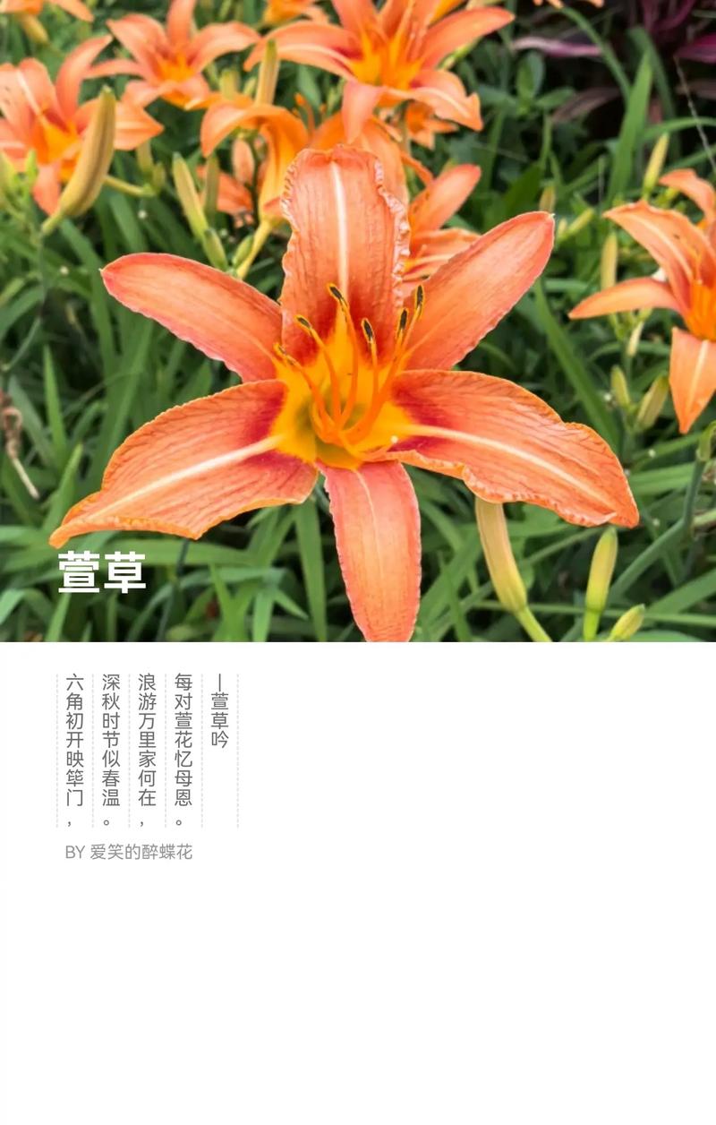 萱草代表什么?萱草花语与象征意义全解析 结语:萱草代表一种明亮的惦记