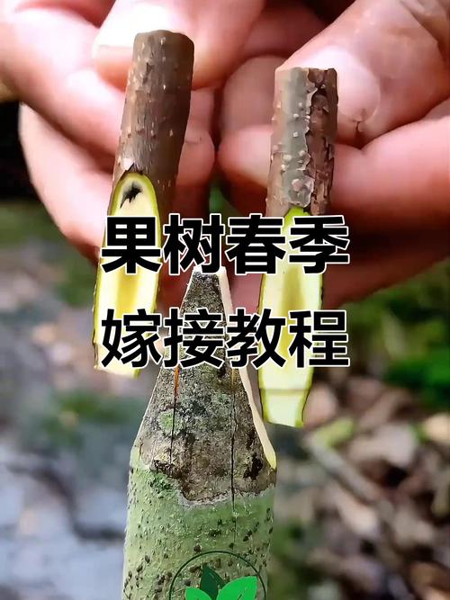 结论：果树嫁接的三大核心控制点
