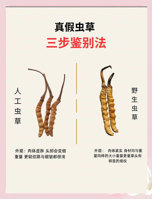 虫草与虫草参全维度对比:一种真菌、一种植物,别再傻傻分不清 二、六维度对比表格