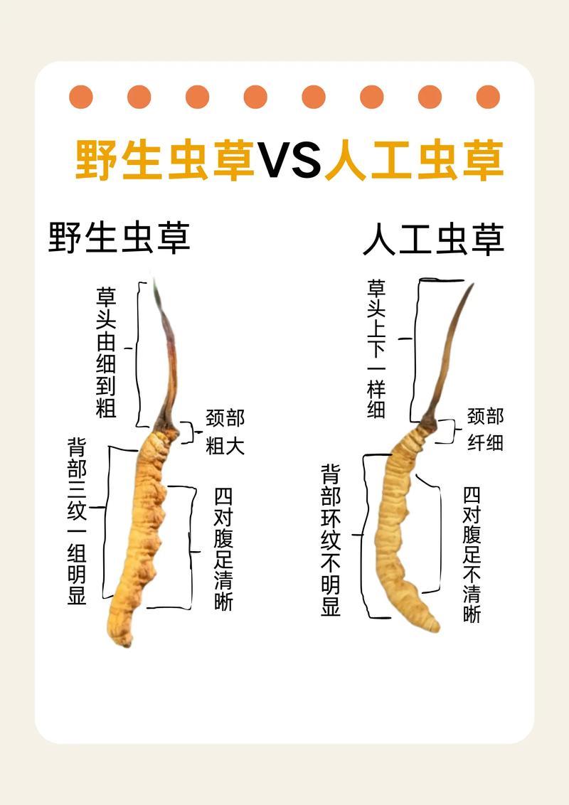 虫草与虫草参全维度对比:一种真菌、一种植物,别再傻傻分不清 四、场景化选择建议