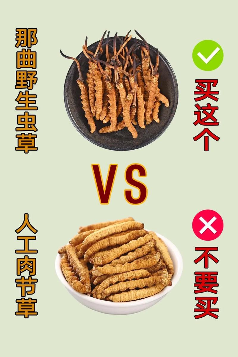 虫草与虫草参全维度对比:一种真菌、一种植物,别再傻傻分不清 五、总结