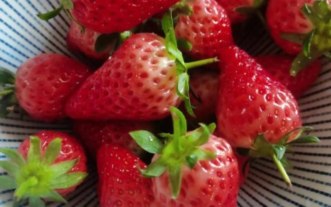 章姬草莓多少钱一斤？2024年最新价格参考区间与影响因素解析