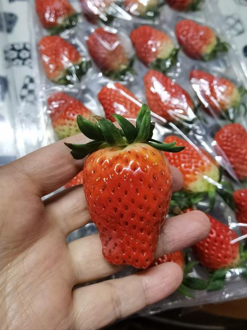章姬草莓多少钱一斤?2024年最新价格参考区间与影响因素解析 规格:单果大小与等级直接决定价格区间