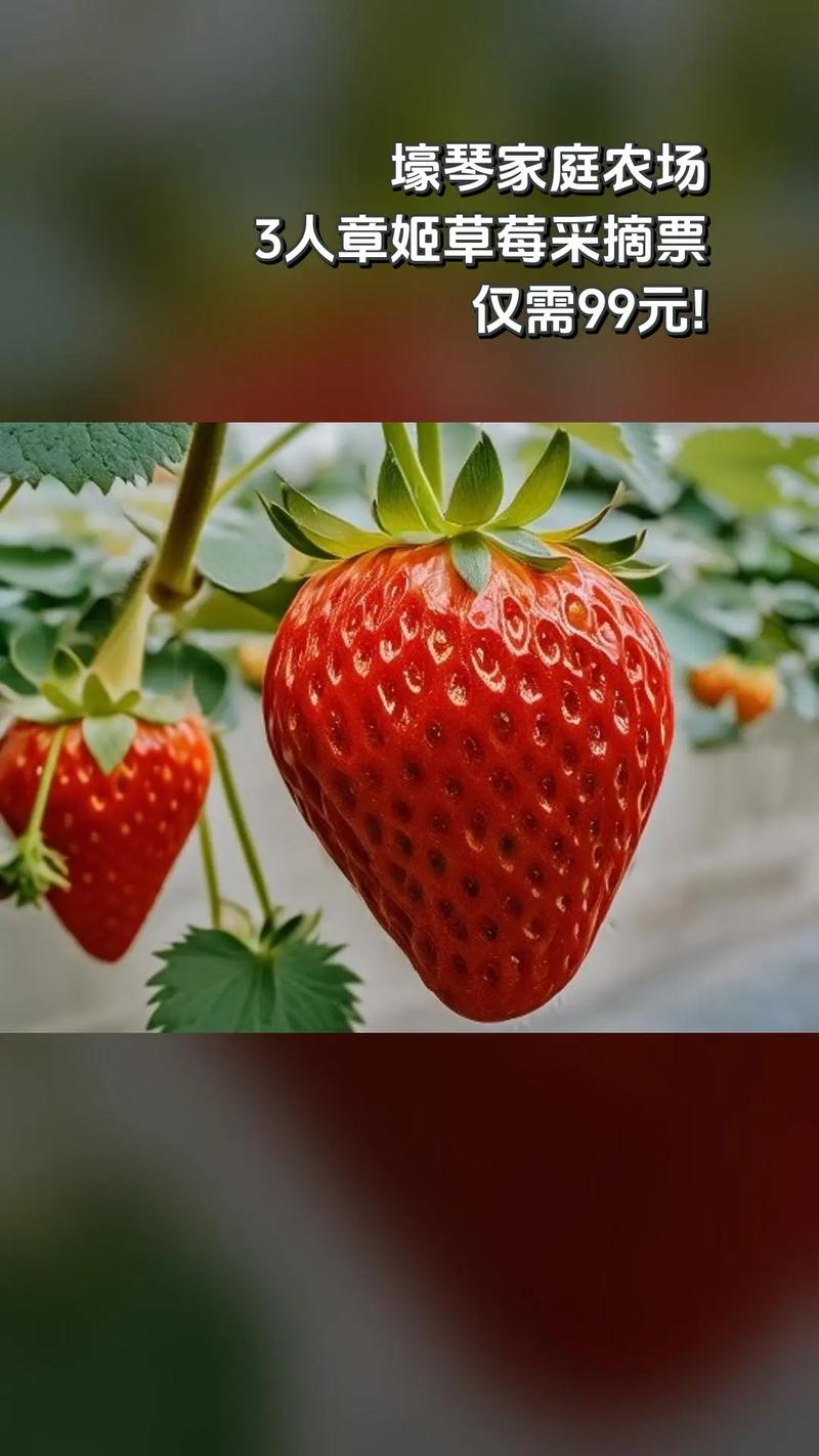 章姬草莓多少钱一斤?2024年最新价格参考区间与影响因素解析 季节:上市早期与尾期价格波动超40%