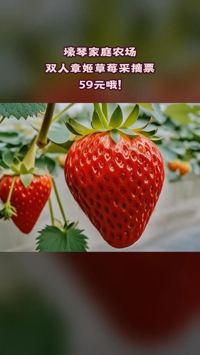 章姬草莓多少钱一斤?2024年最新价格参考区间与影响因素解析 数量:零售与批发价差可达30%~50%