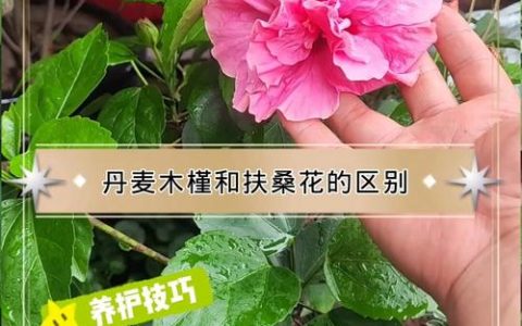丹麦木槿是扶桑花吗？一文读懂两者的区别与联系
