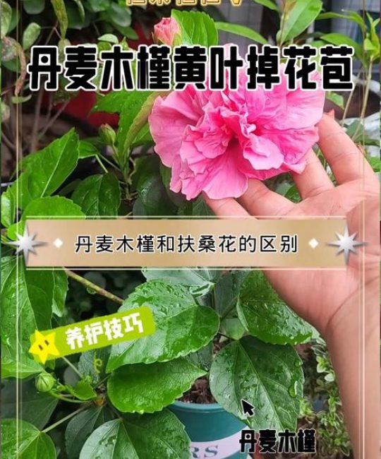 丹麦木槿是扶桑花吗？一文读懂两者的区别与联系