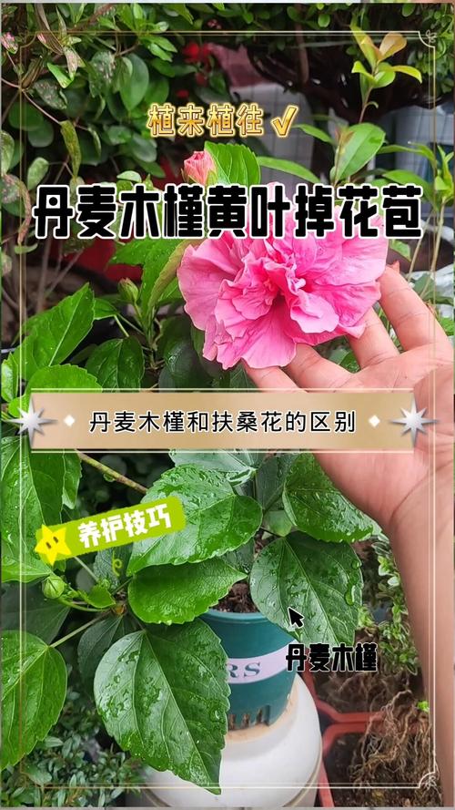 丹麦木槿是扶桑花吗？一文读懂两者的区别与联系