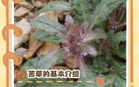 苦草冬天会枯死吗？科学解析越冬规律与养护策略