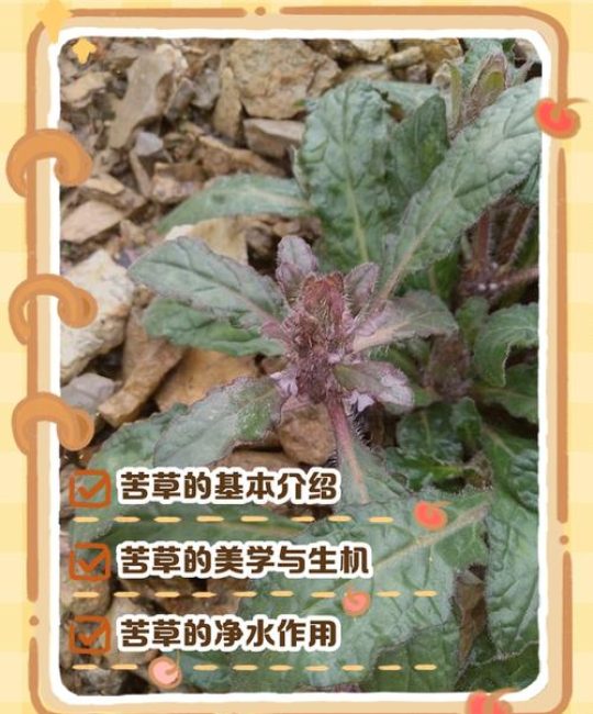 苦草冬天会枯死吗？科学解析越冬规律与养护策略