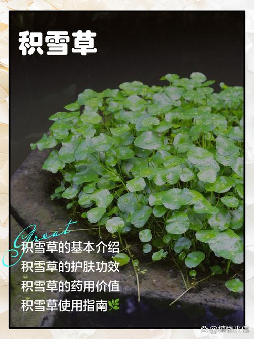 关键越冬参数：水深与温度