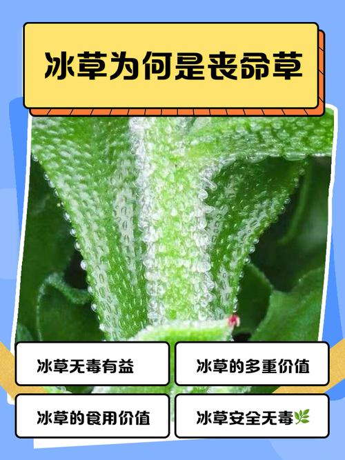 FAQ：冬季苦草养护常见问题