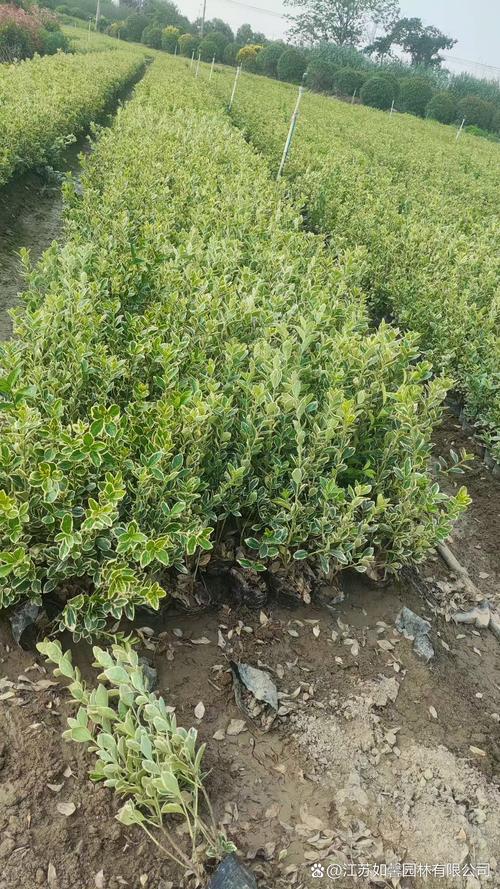 黄杨用什么土种最好?工程级土壤配比方案与栽培参数全解析 工程落地备注:土壤消毒与病虫害预防