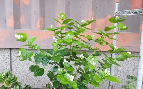 茉莉花不香怎么回事？4个原因及解决办法