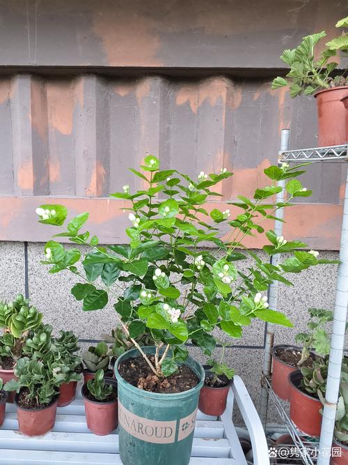 茉莉花不香怎么回事?4个原因及解决办法 茉莉花不香怎么回事?4个原因及解决办法