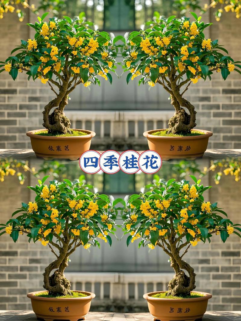 家庭养桂花选哪个?这3个品种横向对比,10秒做出选择 三、场景化选择建议