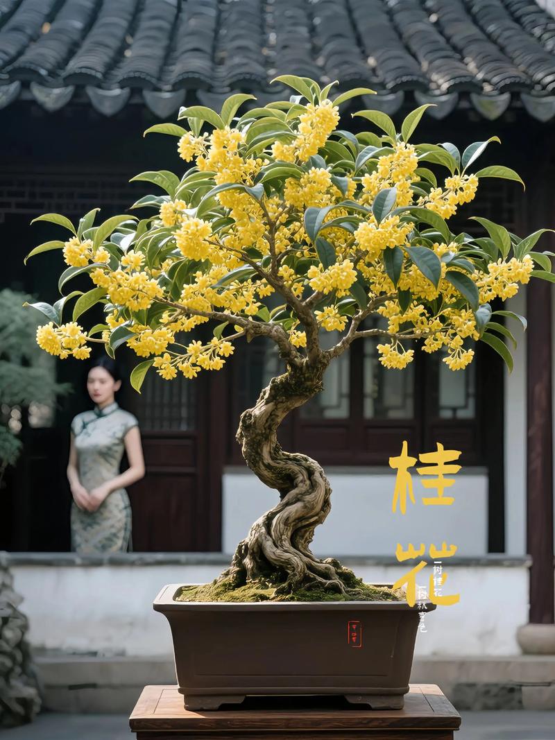 家庭养桂花选哪个?这3个品种横向对比,10秒做出选择 二、各维度逻辑解释:差异背后的原因
