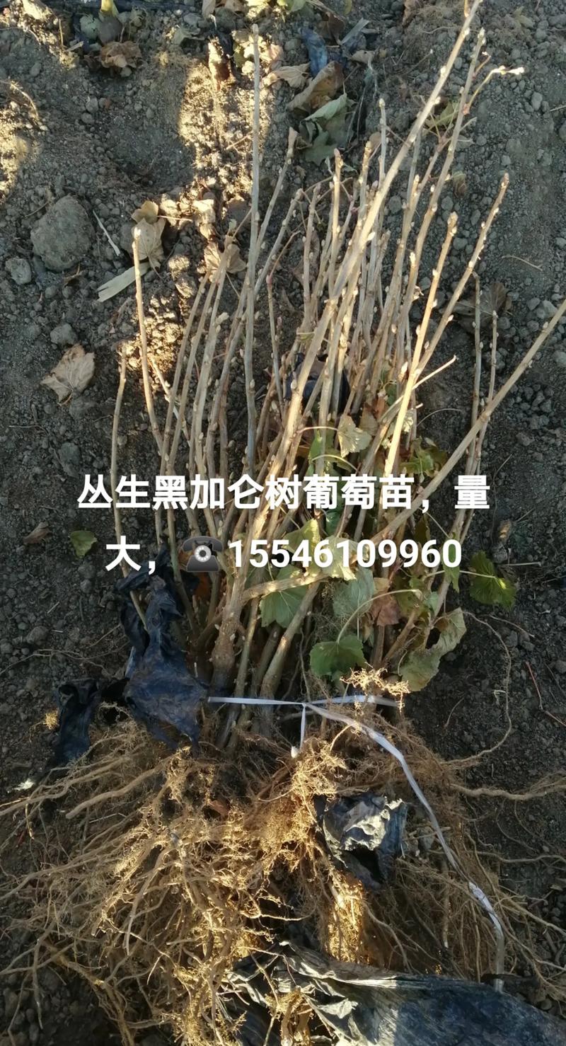 树葡萄和黑加仑怎么种植,先看这句结论 二、土壤环境要先改到位