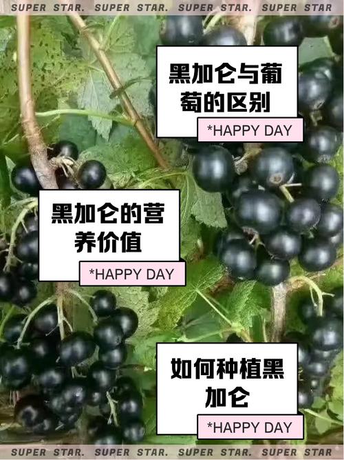 树葡萄和黑加仑怎么种植,先看这句结论 六、缓苗管理要控光、控水、保湿