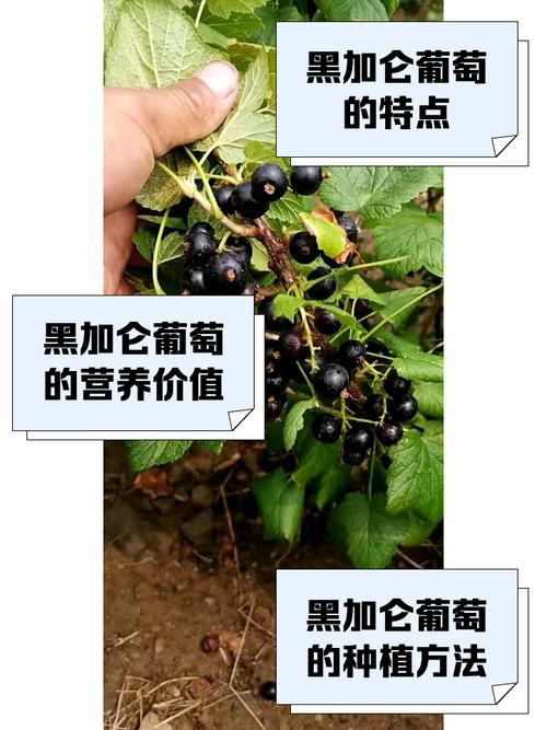 树葡萄和黑加仑怎么种植,先看这句结论 五、定根水要浇透,第一次水最关键