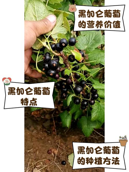 树葡萄和黑加仑怎么种植,先看这句结论 七、成活注意事项要盯住三件事:黄叶、烂根、倒伏