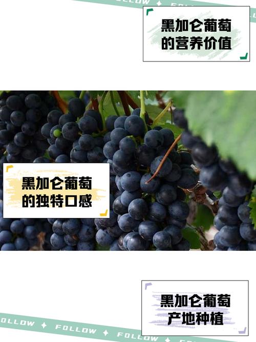 树葡萄和黑加仑怎么种植,先看这句结论 一张采购判断表,买苗时直接照着看