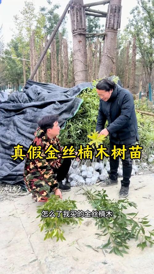 二、木材特征鉴别——拿到木料怎么验
