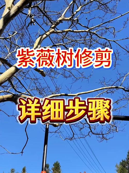 光照
