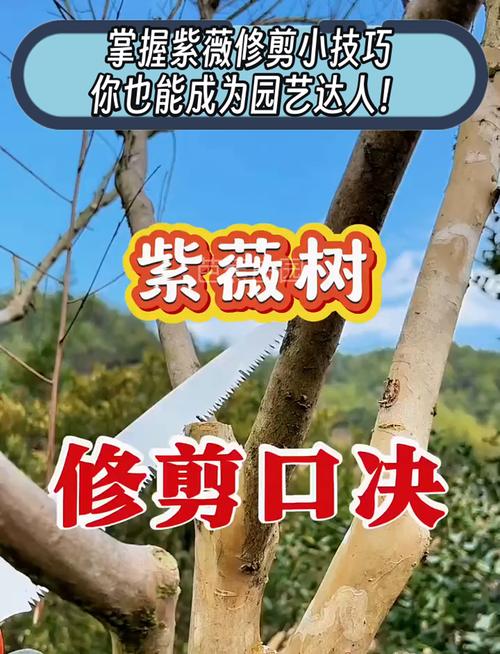 换盆或田间管理