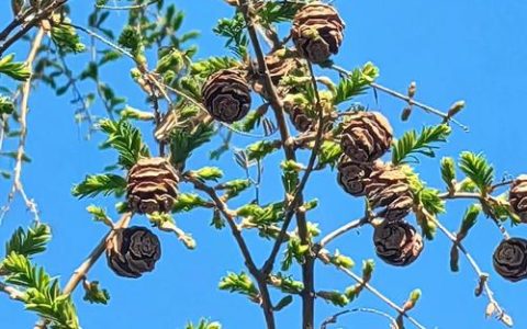 水杉是国家一级保护植物对吗？——从珍稀古树到园艺瑰宝的全面解析