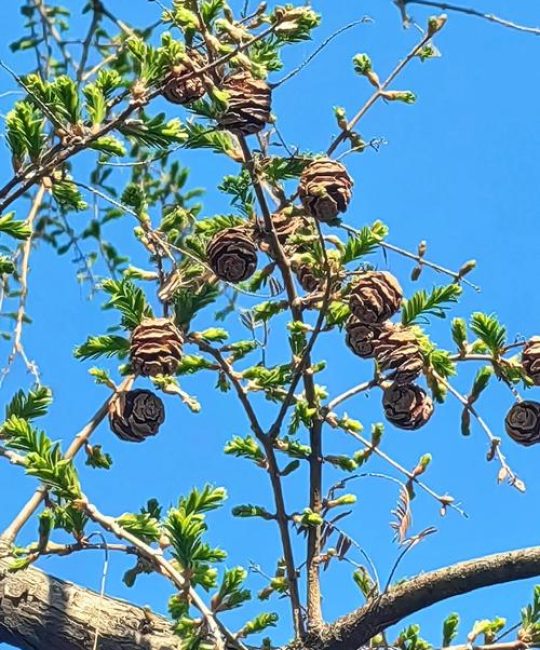水杉是国家一级保护植物对吗？——从珍稀古树到园艺瑰宝的全面解析