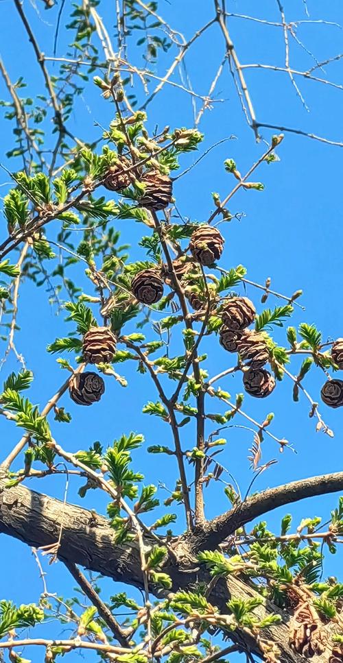 水杉是国家一级保护植物对吗?——从珍稀古树到园艺瑰宝的全面解析 一、水杉的“活化石”身份与保护等级